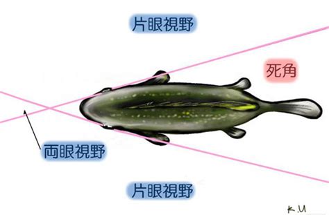 魚的視野|魚の視界